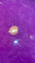 Load image into Gallery viewer, Living Water Starfish Bath Bomb